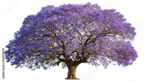 фотографія Mature jacaranda tree with abundant purple flowers, isolated on transparent back