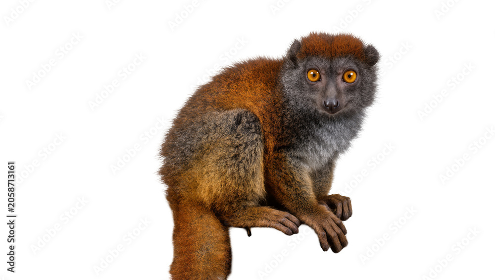 Fototapeta premium Red-fronted lemur with bright orange eyes, isolated on transparent background
