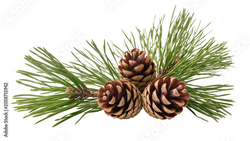Obraz na płótnie Pine cones and needles on branch