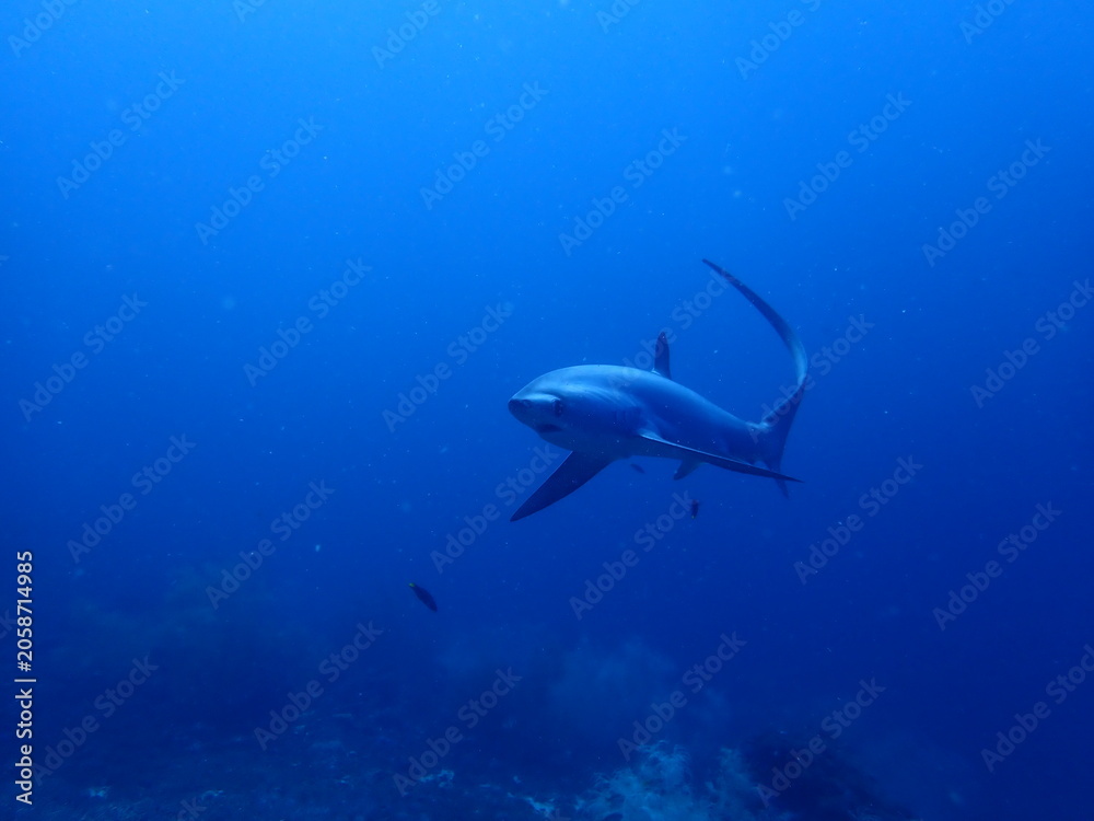 Fototapeta premium Shark