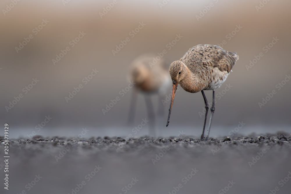 Fototapeta premium Shadows of the Tidal Flats