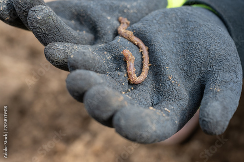 Earthworm on Gardening Glove - Soil Health Indicator, Composting, Organic Farming and Sustainable Agriculture Close-Up.