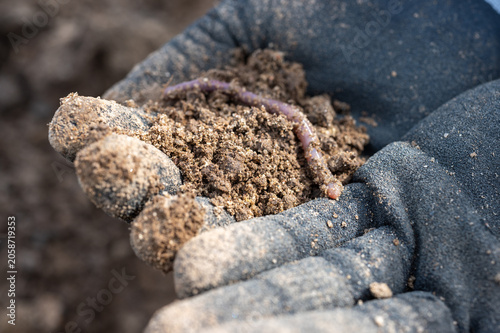 Earthworm in Rich Soil Held in Gardening Gloves - Healthy Soil, Composting and Sustainable Agriculture Close-Up.