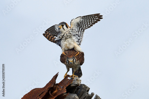 A mating pair of American Kestrels 