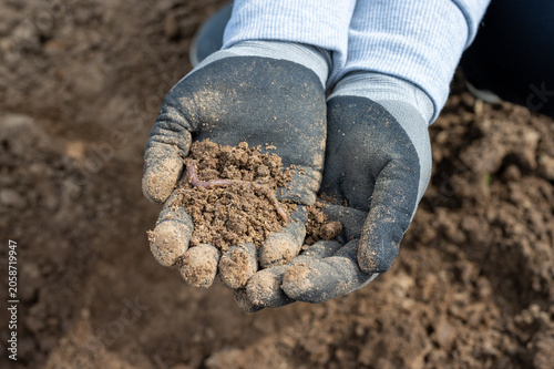 Hands Holding Soil with Earthworm - Composting, Organic Gardening and Healthy Soil Ecology Close-Up.
