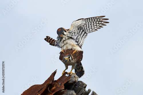 A mating pair of American Kestrels 