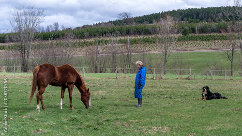 An elderly woman with her horse and mountain dog in a field