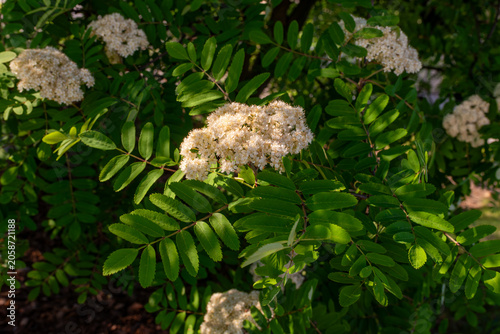 Photos Dense clusters of creamy white flowers blooming on European rowan (Sorbus aucuparia)