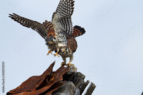 A mating pair of American Kestrels 