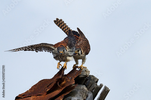 A mating pair of American Kestrels 