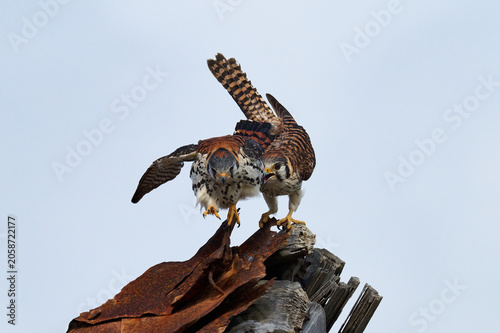 A mating pair of American Kestrels 