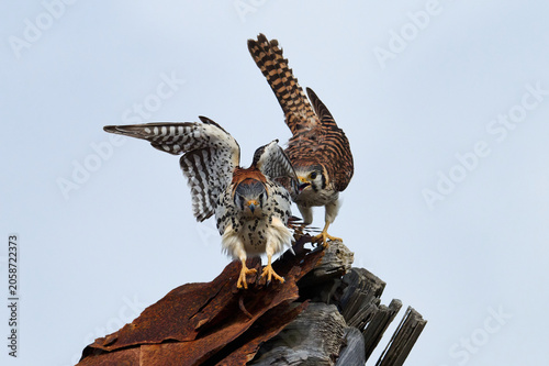 A mating pair of American Kestrels 