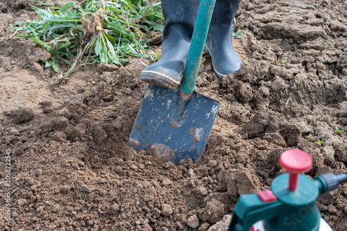 Close-up of a gardener digging and turning soil with a spade in a vegetable garden, preparing fertile ground for planting and cultivation.