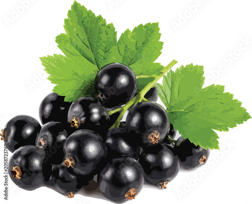 Blackcurrants with green leaves on white background