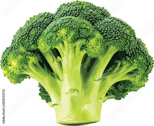 Broccoli Florets With Thick Stem vegetable green