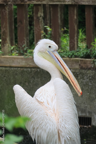 ペリカン
