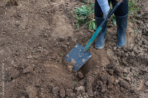 Gardener digging and preparing soil with a shovel in vegetable garden, manual gardening work, planting season, agriculture and backyard cultivation concept.