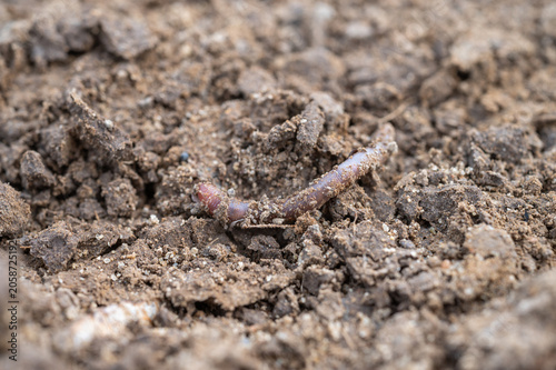 Earthworm in fertile garden soil, close-up of healthy soil ecosystem, organic gardening, composting and sustainable agriculture concept.