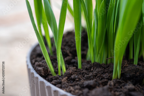 Macro view of young green grass sprouts growing in soil inside a pot, fresh spring seedlings, healthy plant growth, gardening and nature background.