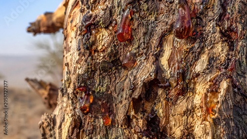 Rough tree bark with glistening dark amber resin droplets.