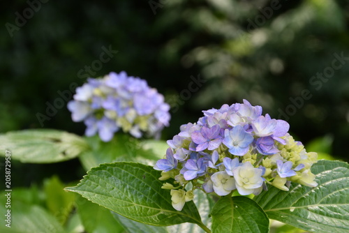 紫陽花が咲く