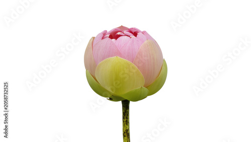 Foto Pink lotus flower bud with green sepals and stem