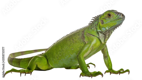 Fotografie Green iguana reptile with scaly skin and crest on back