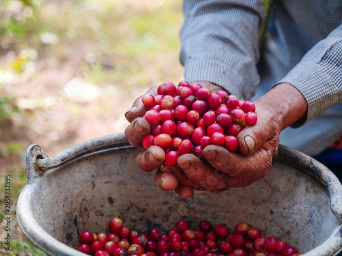 Fotografía Close up hands harvest red seed in basket robusta arabica plant farm
