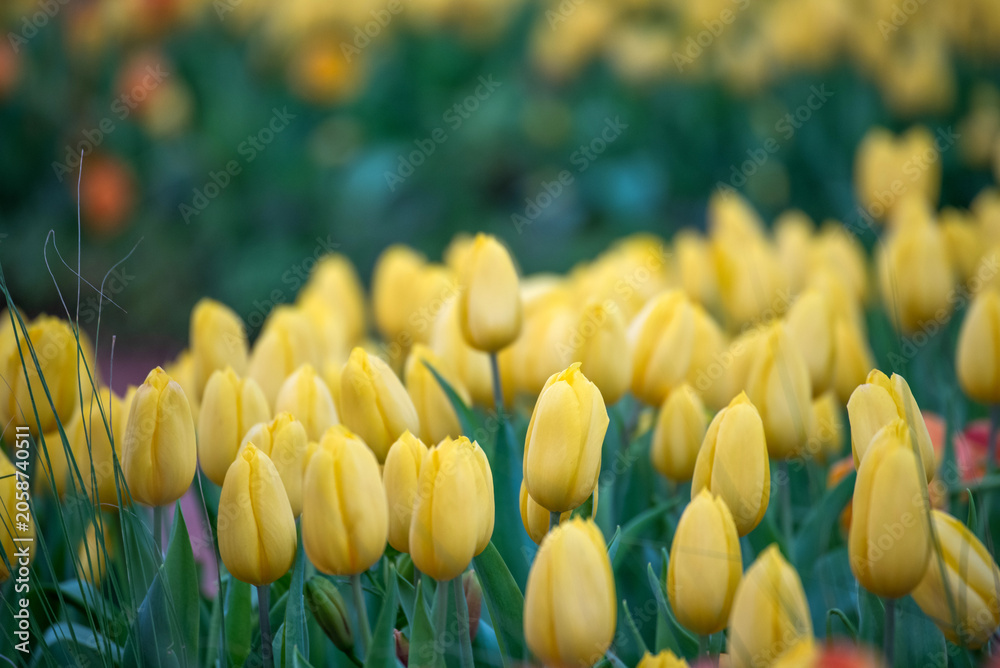 Obraz premium Yellow tulip flower blossom botanical garden beautiful petal floral green park. Yellow blooming amazing landscape spring gardening. Colourful tulips sunny blossom petal bloom plant flower field