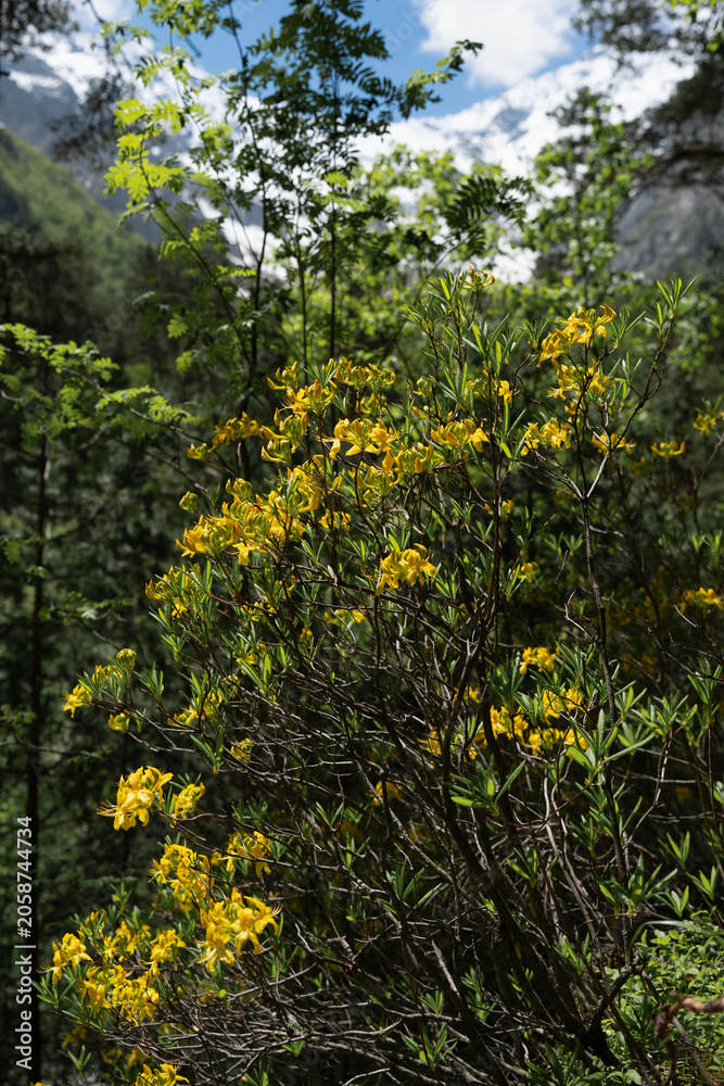 Obraz premium Vertical view of wild yellow azalea or Rhododendron luteum blooming in a mountain forest with snowy peaks on background . Vibrant wild yellow honeysuckle azalea growing in pristine alpine woodland