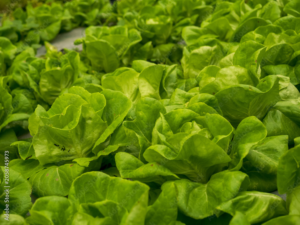 Fototapeta premium Close up fresh organic hydroponic vegetable plantation produce red green salad hydroponic cultivate farm. Red oak lettuce salad in green Organic plantation Farm. Salad farm vegetable red oak