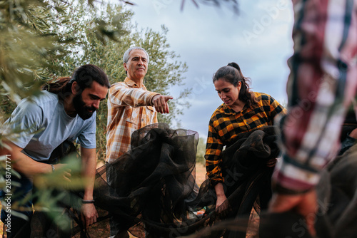 Family working together harvesting olives in an olive grove