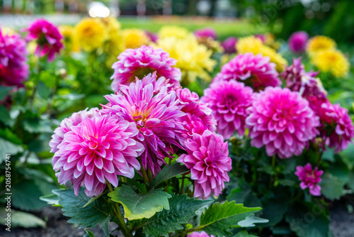 A colorful flowerbed full of blooming dahlias, featuring vibrant pink flowers in the foreground with yellow and purple blossoms in a blurred background, captured in bright, natural daylight.