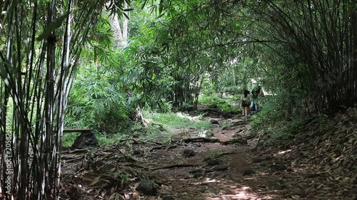 panoramic background of high mountain scenery, overlooking the atmosphere of the sea, trees and wind blowing in a cool blur, spontaneous beauty