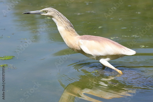Little egret standing in the marsh