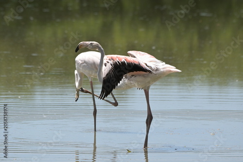 Flamingos posing in shallow water