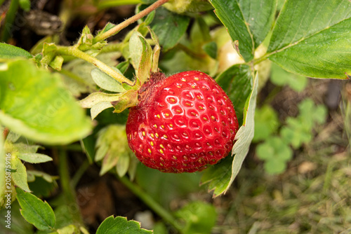 Red strawberries grow in the garden. The berry is fresh, ripe, juicy. Summer garden, close-up. Agricultural products of Europe.