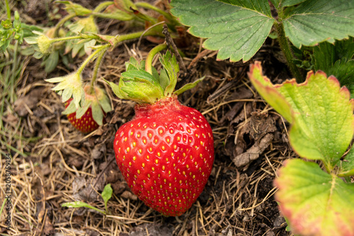 Red strawberries grow in the garden. The berry is fresh, ripe, juicy. Summer garden, close-up. Agricultural products of Europe.
