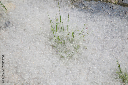 Poplar fluff on the ground. Allergy to poplar fluff.