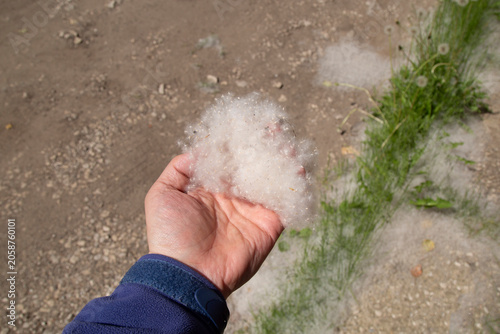 Poplar fluff on the ground. Allergy to poplar fluff.