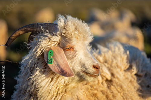 Obraz na płótnie Horned Angora Goat with Green Ear Tag in Golden Light