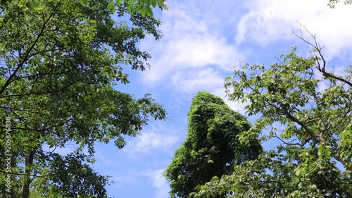 panoramic background of high mountain scenery, overlooking the atmosphere of the sea, trees and wind blowing in a cool blur, spontaneous beauty