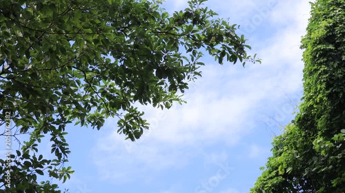 panoramic background of high mountain scenery, overlooking the atmosphere of the sea, trees and wind blowing in a cool blur, spontaneous beauty