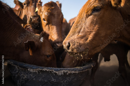 Canvastavla Beef Cattle Feeding from Trough on Livestock Farm