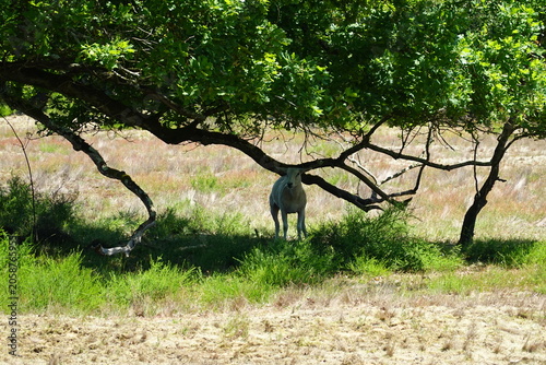 Une vie de mouton