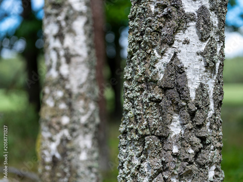 The trunk and bark of a pine tree shown in a forest.