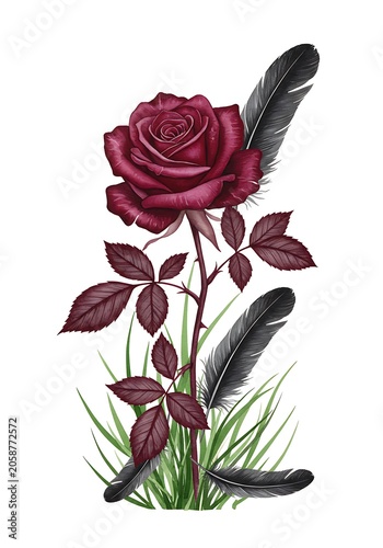 Burgundy Rose & Feathers: Dark Elegance Botanical Art