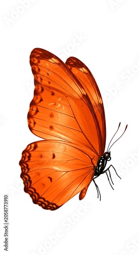 Amber Butterfly: Radiant Wings, Gentle Flight