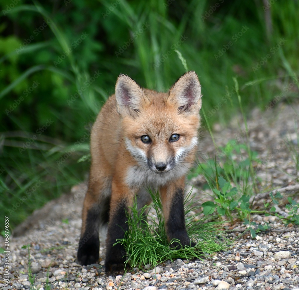 Fototapeta premium red fox vulpes kit pup adorable