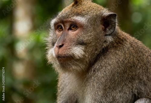 Photography monkey